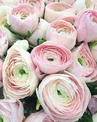 There Are Ranunculus And Then There Are Cloni Ranunculus This Gorgeous Pale Pink Variety Is Called Hanoi And It Woul Flower Bouquet Wedding Flowers Ranunculus