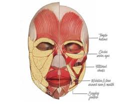 UNIVERSIDADE FEEVALE VÂNIA CHRISTINA DE ARAÚJO ÁCIDO HIALURÔNICO INJETÁVEL  E SUAS POSSÍVEIS COMPLICAÇÕES COMO PREENCHED