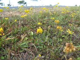 Image result for Lotononis bainesii