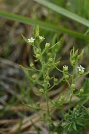 Image result for Thesium chimanimaniense