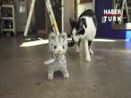yuruyen oyuncak kediyle oynayan kedi