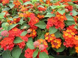 Lantana Camara Dallas Red 10 Ct Flat Lantana Lantana Camara Lantana Flower