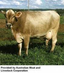 Breeds Of Livestock Brown Swiss Cattle Breeds Of Livestock Department Of Animal Science Animals Breeds Animal Science
