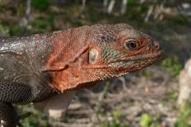 Image result for Rhynchosia torrei