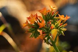 Image result for Kalanchoe lanceolata