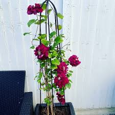 If you're on a search of adding ultimate beauty to your garden, the regal charmaine clematis is the plant to fit your needs! Clematis Evipo022 Syn Clematis Charmaine Clematis Charmaine Uploaded By Londongardener