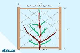 Kirschbaum Zu Spalierobst Schneiden Anleitung Mit Bildern Spalier Kirschen Kirschbaum Schneiden