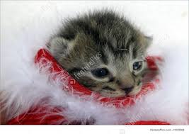 Find the perfect christmas kitten stock photos and editorial news pictures from getty images. Picture Of Christmas Kitten
