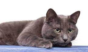 These felines also tend to grow slightly larger than the siberian. Fabulous Russian Cat Names 55 Powerful Names For Your Cat