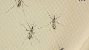 First Case of West Nile Virus Reported in Rhode Island in 2025