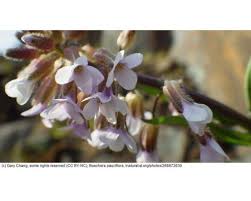 Image result for Bergia polyantha