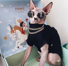 Cute fleece warm dog jumpsuit pajamas clothes puppy dog sweater cat coat costume. Gucci Sphynx Cat Clothes