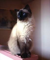 Balinese Cat The Characteristics Of Old Fashioned Siamese With Long Hair The Coat Is Single So Not As High Maintenance As A P Balinese Cat Cat Facts Cats