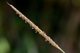 Image result for Ischaemum afrum