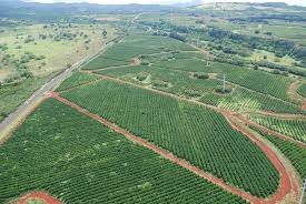 Your coffee plantation stock images are ready. Kauai Coffee Plantation Picture Of Inter Island Helicopters Kauai Tripadvisor