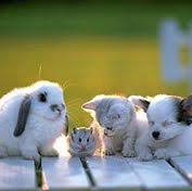 Maybe you would like to learn more about one of these? Pets First Veterinary Clinic Couva Trinidad And Tobago Contact Phone Address