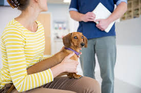 Of all the types of dog cancers, canine lymphoma is among the most treatable by far using conventional methods, and dogs with canine lymphoma generally have much better life expectencies than dogs of other types of cancer treated by the same conventional methods. Lung Cancer In Dogs Great Pet Care