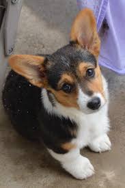 Puppyfinder.com is your source for finding an ideal pembroke welsh corgi puppy for sale in arizona, usa area. Corgi Puppies Colorado Springs Petsidi