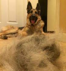 5 Effective Ways To Decrease German Shepherd Shedding Full Guide