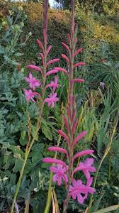 Image result for Watsonia