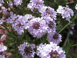 Image result for Verbena rigida