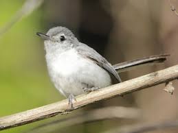 Image result for Gnidia sericocephala