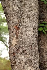 Image result for Erythrophleum africanum