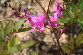 Image result for Indigofera kirkii