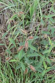 Image result for Crotalaria calycina
