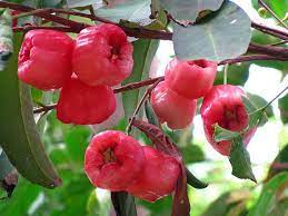 In fact, the baler is of and in the tree within two years. Red Bell Fruit Different Fruit Fruit Fruit Plants Y Fruit Water