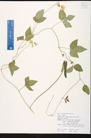 Image result for Vigna luteola