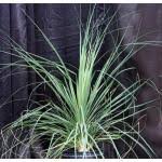 Image result for Aeollanthus rehmannii