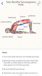 Check Out The Daily App Ranking Rank History Ratings Features And Reviews Of Top Apps Like 3d Yoga Anatomy Lite Yoga Anatomy Yoga Muscles Hatha Yoga Asanas