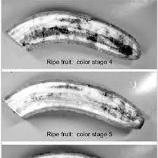 Pdf Non Destructive Prediction Of Banana Fruit Quality Using Vis Nir Spectroscopy
