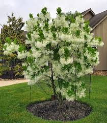 Image result for Chionanthus