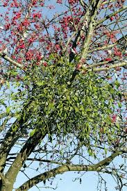 Image result for Viscum hildebrandtii