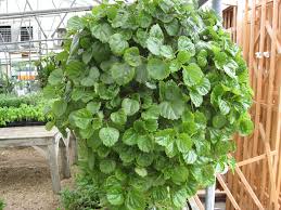 Swedish Ivy Additional Common Names Creeping Charlie Scientific Name Plectranthus Australis Family Pilea Uriticaeae Ple Ivy Plants Planting Flowers Plants