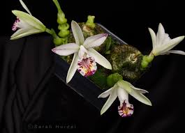 Image result for Platycoryne affinis