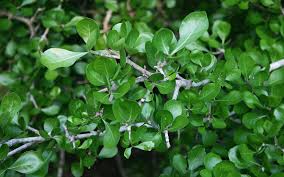 Image result for Gardenia cornuta