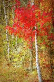 Birch Trees In Fall Birch Trees In Autumn By Terry Davis In 2020 Landscape Art Beautiful Nature Scenes Beautiful Landscapes