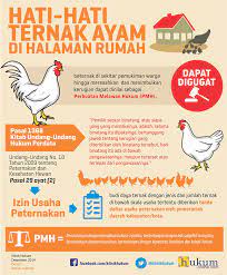 Ulasan Lengkap Ini Akibat Hukum Jika Membangun Peternakan Ayam Di Lingkungan Rumah