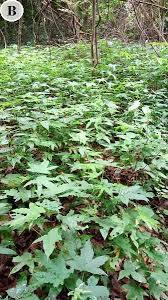 Image result for Lasiodiscus mannii