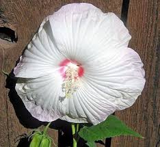 Image result for Hibiscus mutatus