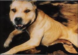 SPORTING DOG NEWS: maio 2013