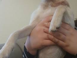 Fundraiser for Dallan edward hood by Ashley Lyons : Urgent Care Needed for  Leo's Vet Treatment