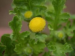 Image result for Grangea anthemoides