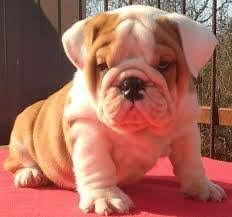 I have two 7 week old french bulldog/chihuahua mix puppies; Miniature English Bulldogs Sale Georgia English Bulldog Puppies For Sale In Ga Under 500 English Bulldog Breeders Savannah Georgia English Bulldog Puppies For Sale In Florida English Bulldog Puppies For Sale In