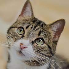 13 Interesting Cat Facts You Need To Know Cat Facts Cats Tabby Cat