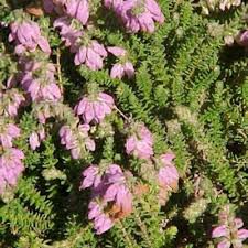 Image result for Erica wildii