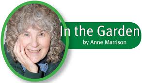 In the Garden: Garlic, bats, and calla lilies